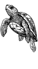Elegant Illustration of Sea Turtle Monochrome Art in High Detail, Sketch, No Background