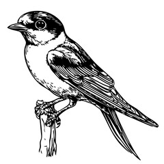 Elegant Illustration of Swallow Monochrome Art in High Detail, Sketch, No Background