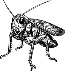 Intricate Cartoon Cricket Sketch A Classic Monochrome Representation, Sketch, No Background (2)