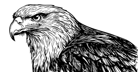 Intricate Cartoon Eagle Sketch A Classic Monochrome Representation, Sketch, No Background (1)