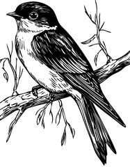 Intricate Swallow Sketch A Classic Monochrome Representation, Sketch, No Background