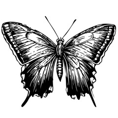 Monochrome Cartoon Butterfly Exquisite Hand-Drawn Illustration, Sketch, No Background