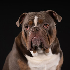 Old English Bulldog