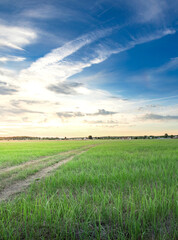 Field of grass with a blue sky in the background