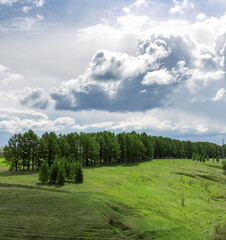 Field of trees with a cloudy sky in the background