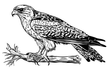 Stylized Cartoon Falcon Outline Versatile Vector Art, Sketch, Transparent Background 