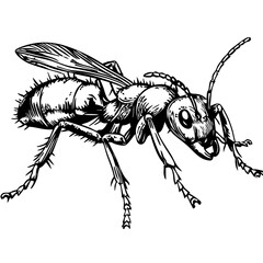 Timeless Ant Silhouette Capturing Nature in Black and White, Transparent Background