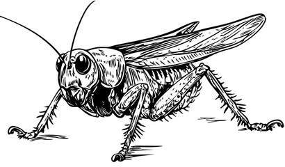 Timeless Cartoon Cricket Silhouette Capturing Nature in Black and White, Sketch, Transparent Background