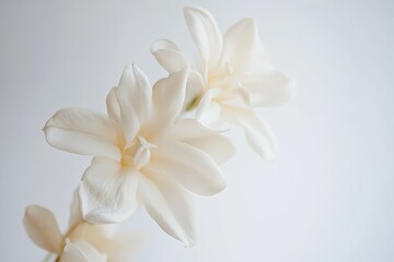 Obraz premium Delicate white blossoms gently sway in soft light