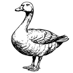 Timeless Cartoon Goose Silhouette Capturing Nature in Black and White, Sketch, Transparent Background