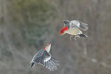 Red Bellied male woodpecker dominating Blue Jays at feeder in winter