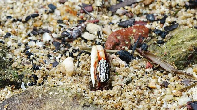 The Uca arcuata, commonly known as the Arched Fiddler Crab, is a species of fiddler crab found in coastal habitats of Southeast Asia. Known for the distinctively large, asymmetrical claws of the male 