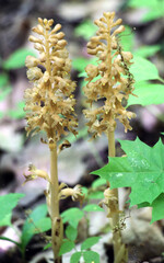 The rare Red Book orchid Neottia nidus-avis grows in the wild