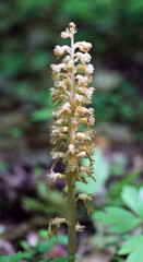 The rare Red Book orchid Neottia nidus-avis grows in the wild