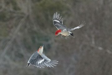 Red Bellied male woodpecker dominating Blue Jays at feeder in winter