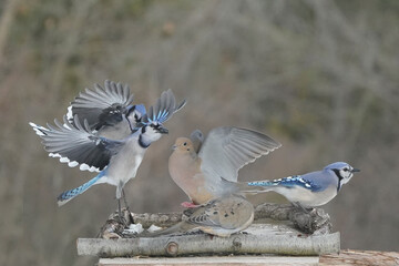 Mourning Doves dominating Blue Jays at feeder in winter on freezing cold overcast day