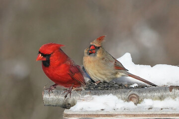 Cardinals in Winter