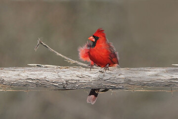 Cardinals in Winter