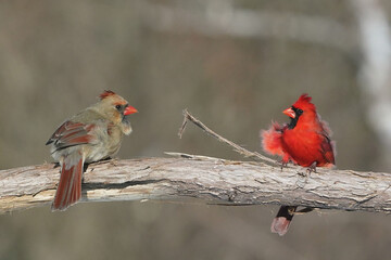 Cardinals in Winter