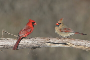 Cardinals in Winter