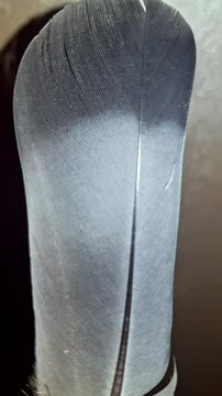 A close-up of a wild bird's feather reveals intricate patterns in deep black and gentle gray tones, emphasizing the delicate textures and natural beauty of its design
