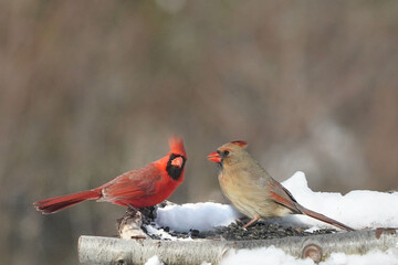Cardinals in Winter