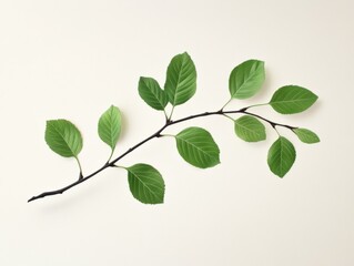 Fototapeta premium a single green spring branch with leaves on a beige background