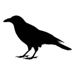 Vector illustration of raven silhouette