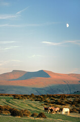 The summit of Pen y Fan seen from Libanus in the Brecon Beacons, Powys, south Wales, UK. Wild Welsh...