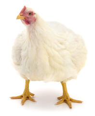 white hen isolated.