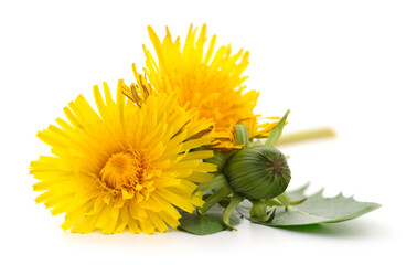Two dandelions with leaves.