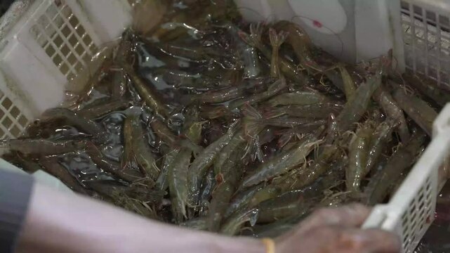 Live mantis shrimp in a bucket of water for sale at a seafood market