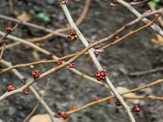 Bright pink beautiful buds Japan Queens lat. Chaenomeles japonica in the garden on the branches of a bush in winter