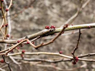 Bright pink beautiful buds Chaenomeles japonica in the garden on the branches of a bush in winter
