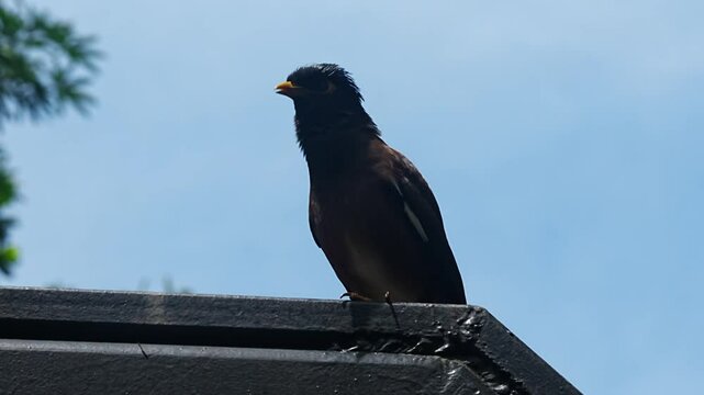 The Common Myna (Acridotheres tristis) is a highly adaptable and intelligent bird native to South Asia. Recognized by its brown body, black head, and bright yellow eye patch, legs, and beak