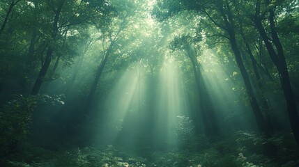 Obraz premium Sunlight filtering through dense forest canopy creates a serene atmosphere in a tranquil woodland setting
