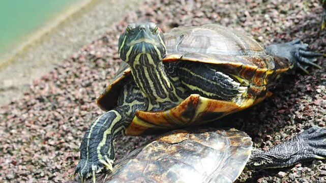 The Red-Eared Slider (Trachemys scripta elegans) is a semi-aquatic turtle native to the southern United States and northern Mexico. Recognized by the red stripe behind each eye