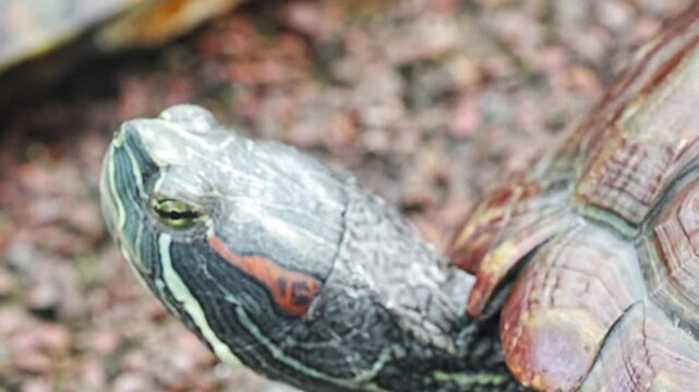 The Red-Eared Slider (Trachemys scripta elegans) is a semi-aquatic turtle native to the southern United States and northern Mexico. Recognized by the red stripe behind each eye