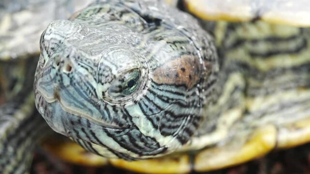 The Red-Eared Slider (Trachemys scripta elegans) is a semi-aquatic turtle native to the southern United States and northern Mexico. Recognized by the red stripe behind each eye