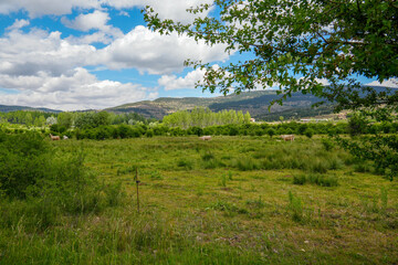 Spring landscape with poplars in Alcala de la Selva Teruel province Aragon Spain