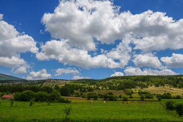 Fototapeta premium Spring landscape with poplars in Alcala de la Selva Teruel province Aragon Spain