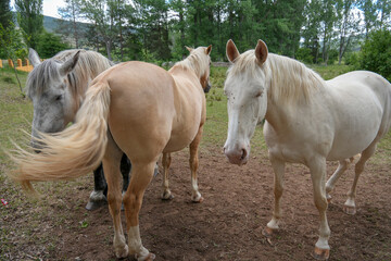 Naklejka premium Spring landscape with white horses in Alcala de la Selva Teruel province Aragon Spain