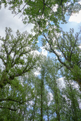 Spring landscape with poplars in Alcala de la Selva Teruel province Aragon Spain