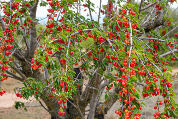 Red cherries on tree orchard in Teruel Spain