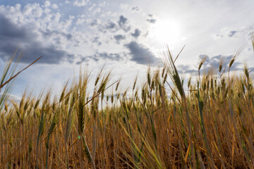 Sunset view of cereal plantation in Valbona Teruel Aragon Spain