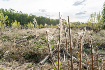Landscape of poplars with the soft, white milkweed that surrounds the seeds of the poplar (Populus) to make them volatile, facilitating their dispersion
