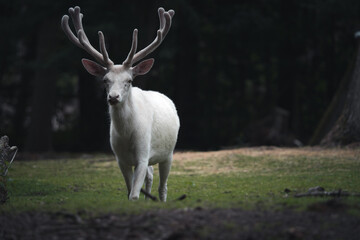 White red deer with a big antler