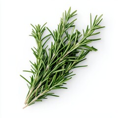 Fototapeta premium A fresh sprig of rosemary, featuring long, slender, aromatic green leaves, ideal for culinary uses and herbal remedies.