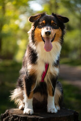Australian Shephard sitting