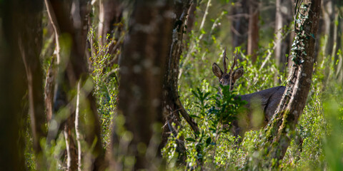 Portrait of a roe deer buck observing among the vegetation of an undergrowth. Capreolus capreolus, Prunus spinosa, Touraine, Indre et Loire 37, région Centre Val de Loire, France, European Union © Nature Emotion